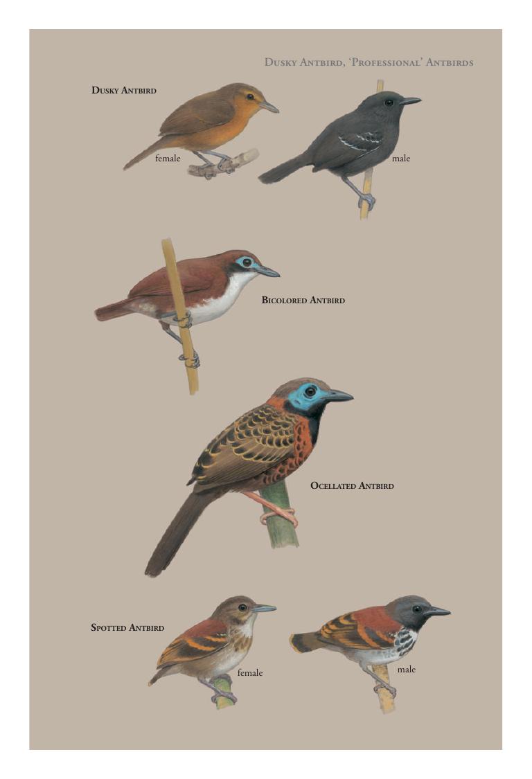Ocellated Antbird