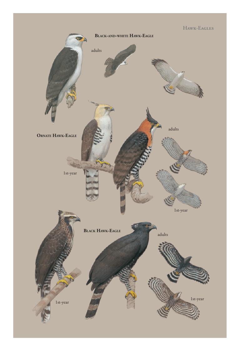 Common Black-Hawk