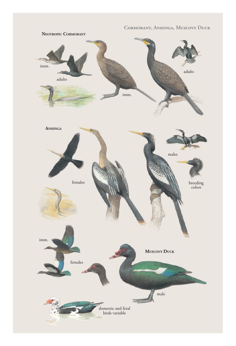 Neotropic Cormorant