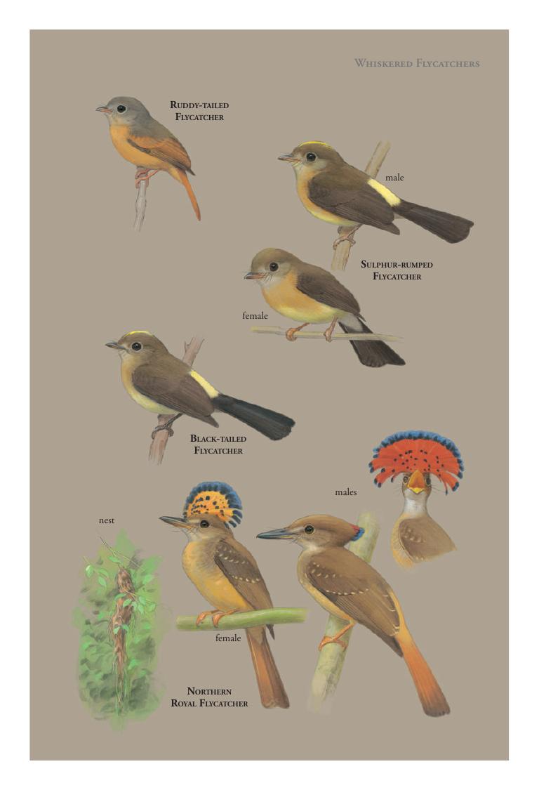 Great Kiskadee