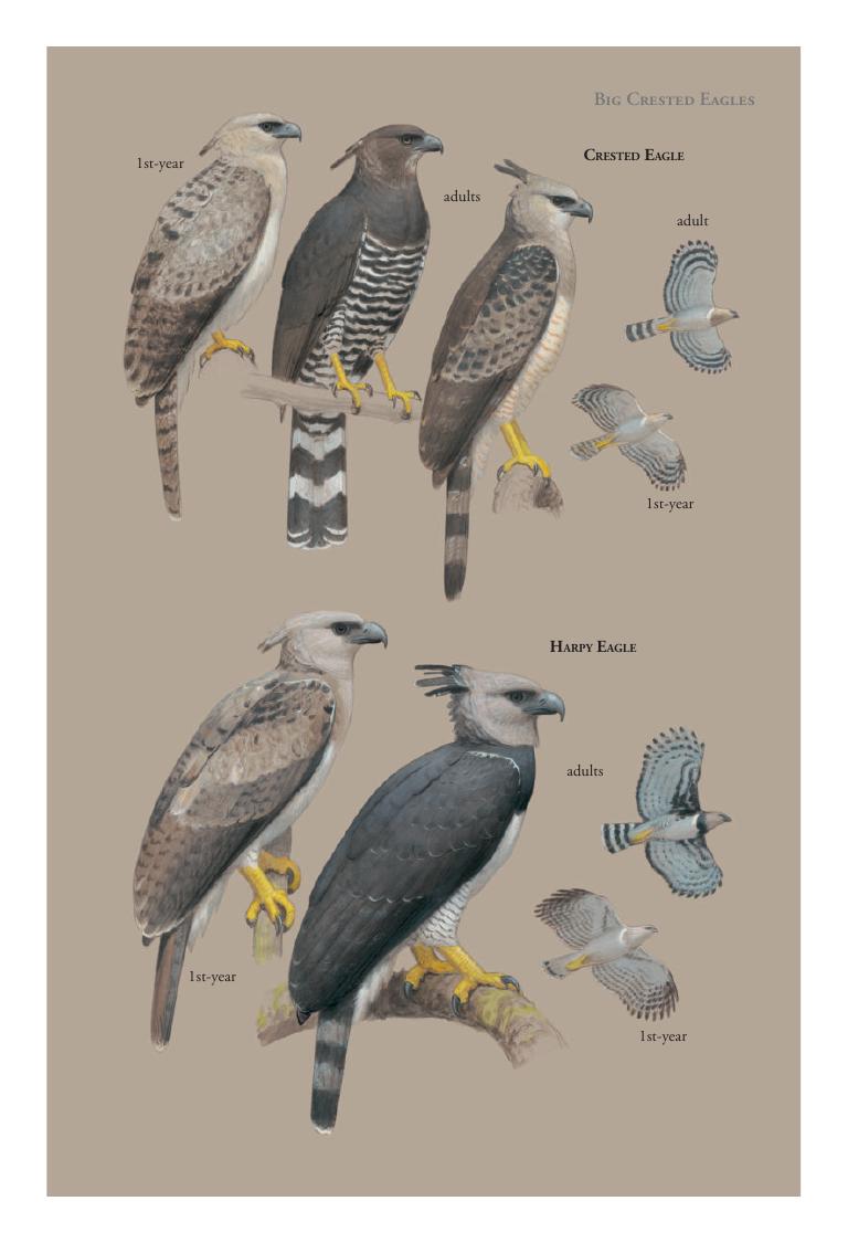 Harpy Eagle