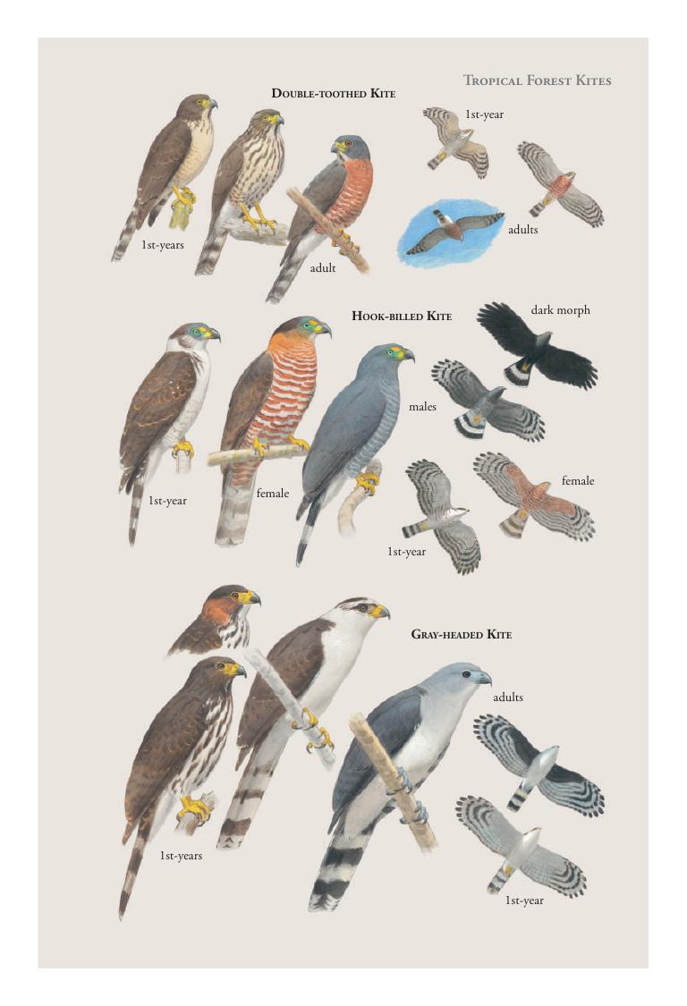 Laughing Falcon