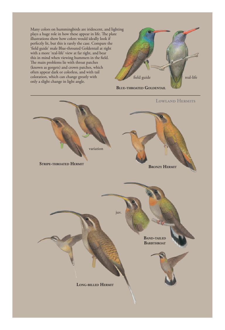 Rufous-tailed Hummingbird