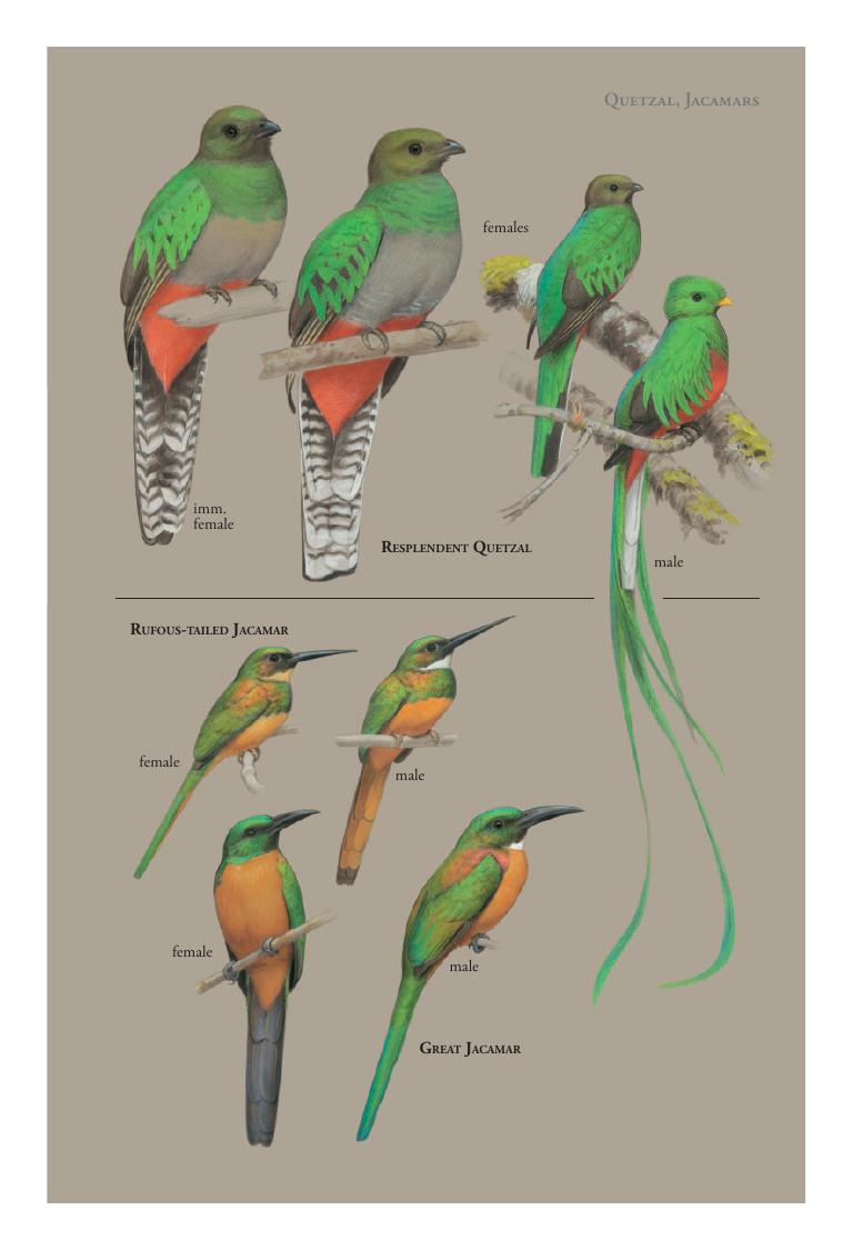 Rufous-tailed Jacamar