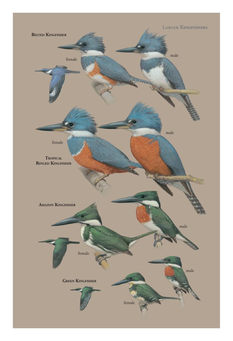 Ringed Kingfisher