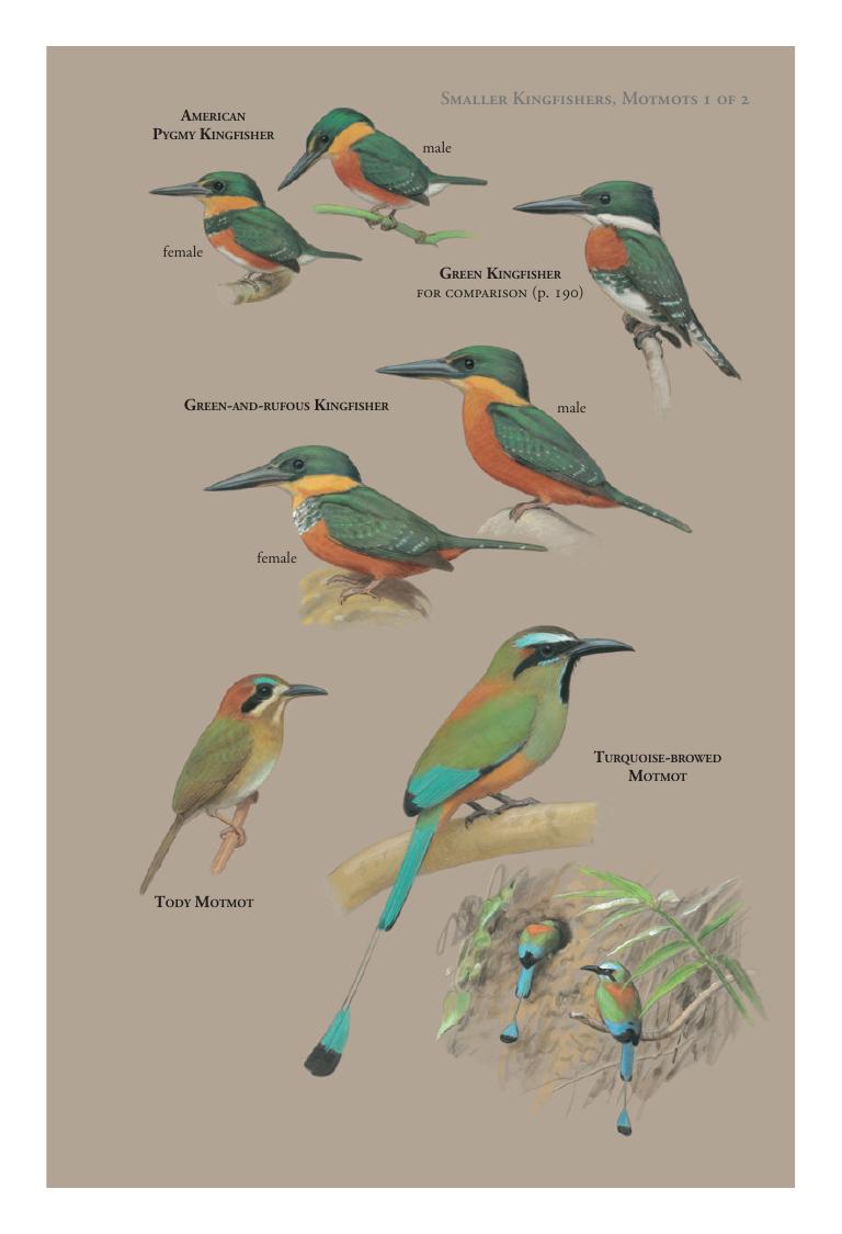 Green Kingfisher