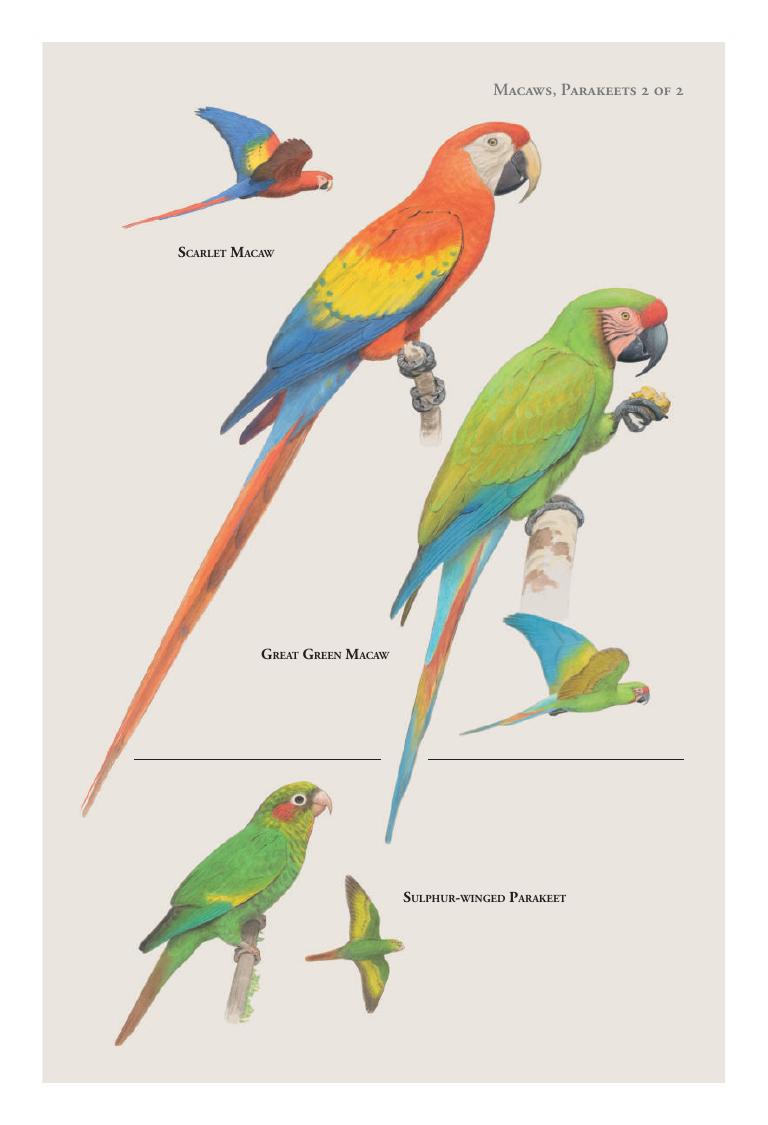 Scarlet Macaw