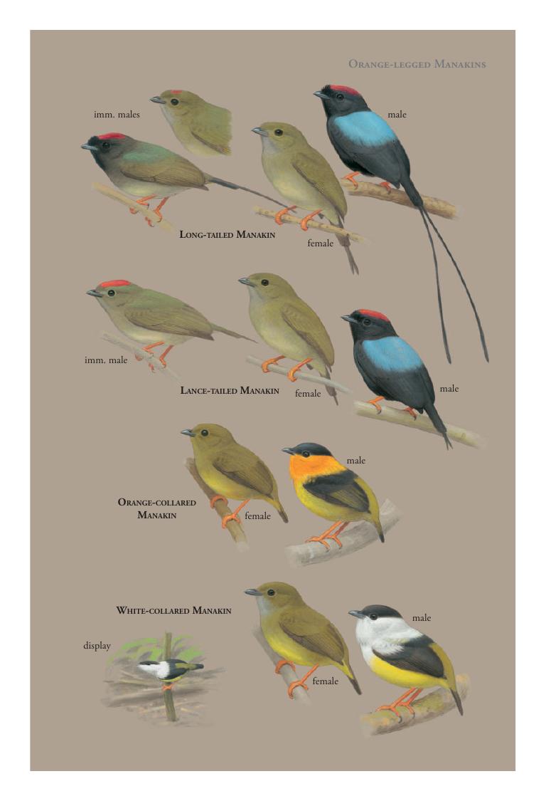 Red-capped Manakin