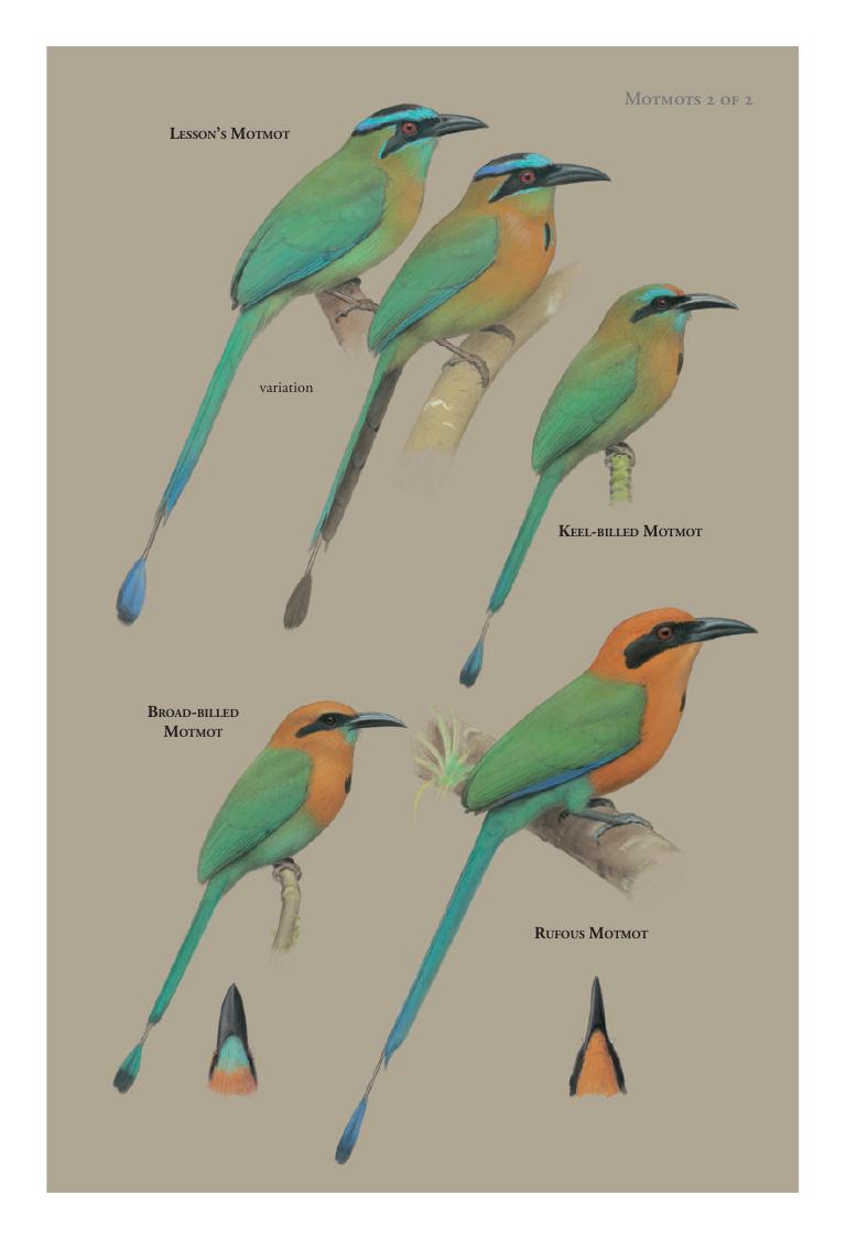 Rufous Motmot