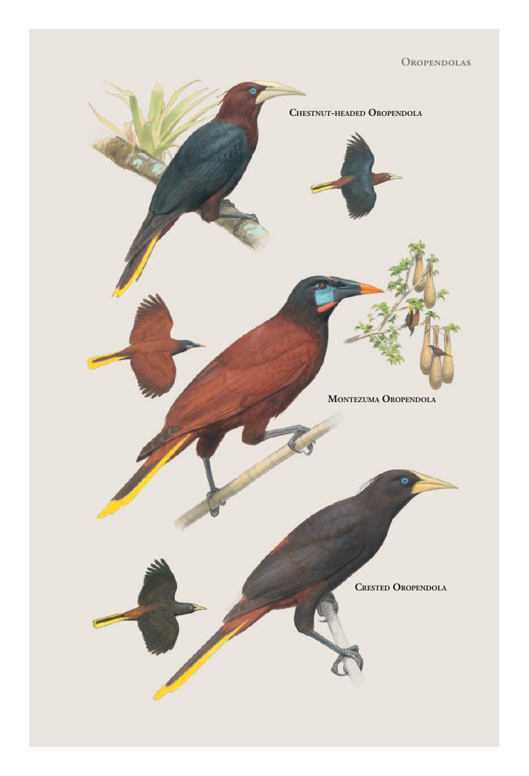 Montezuma Oropendola