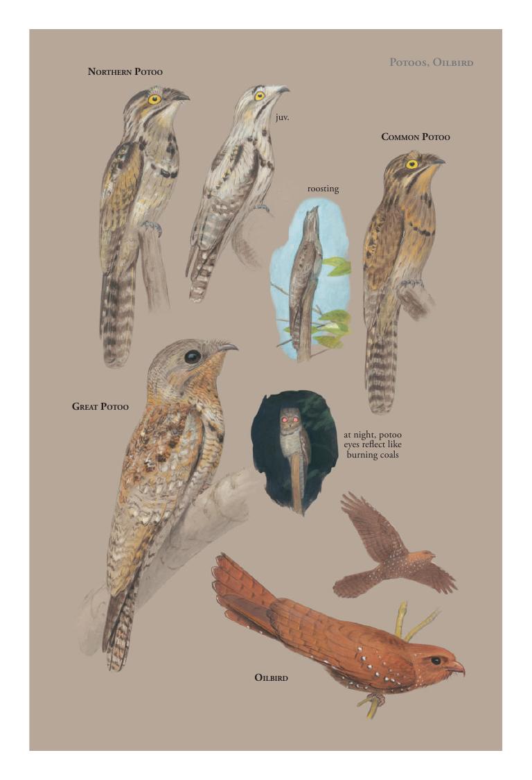 Great Potoo