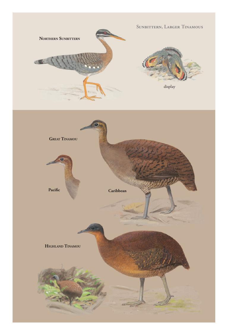 Sunbittern