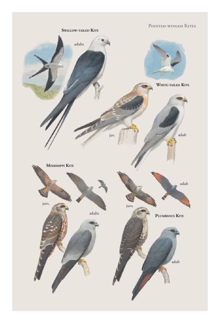 Swallow-tailed Kite