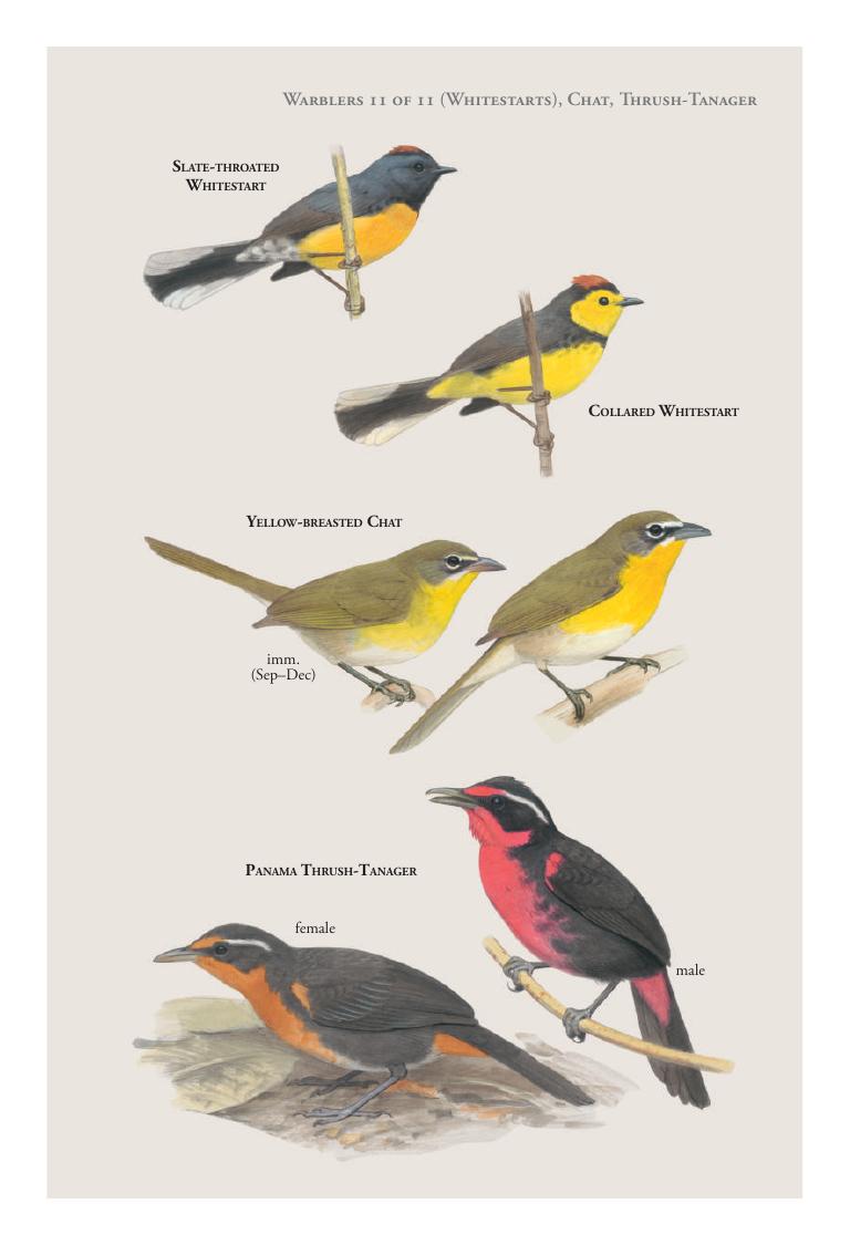 Green Honeycreeper
