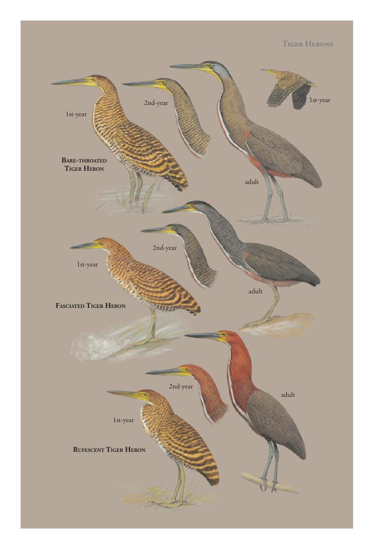 Fasciated Tiger-Heron