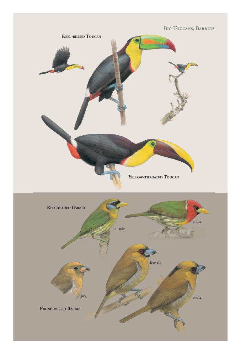 Keel-billed Toucan