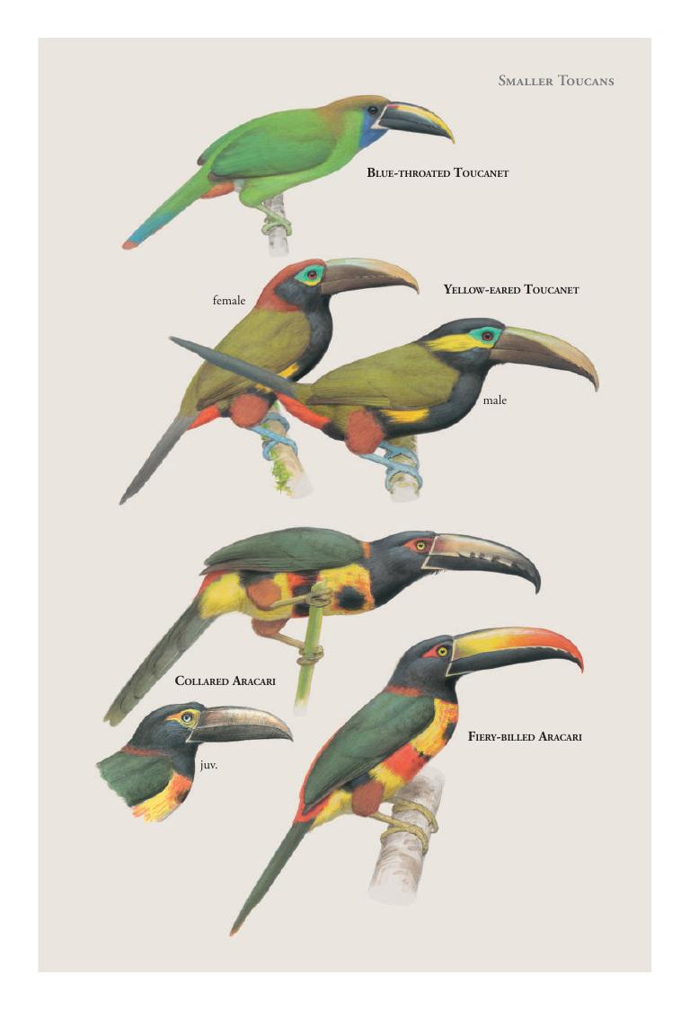 Collared Aracari